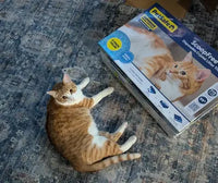 Customer review photo of an orange and white Tabby cat lounging next to a 3-pack box of ScoopFree Fresh Scent litter.