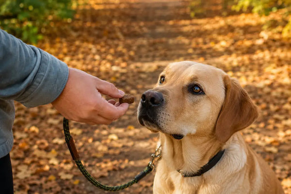 A hand offering a treat to a dog on a walk, demonstrating positive reinforcement training.