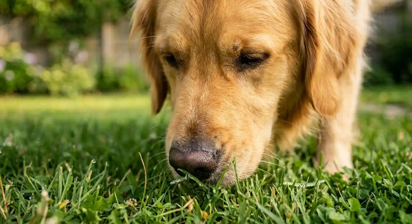 Close-up of a dog sniffing and nibbling dewy grass — illustrating the sensory appeal of grass to dogs