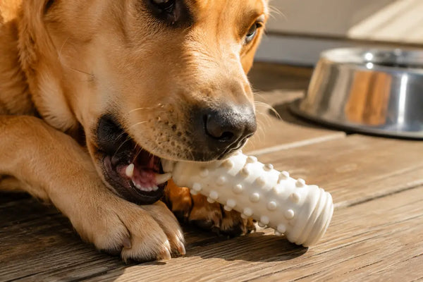 Nylon chew toy safety for aggressive dogs: dog gently chewing on durable toy with dental nubs.