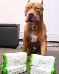 Pit Bull