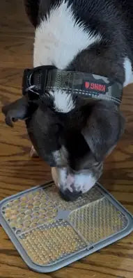 A close-up of a pit bull mix wearing a green camo KONG collar focused on licking a gray multi-textured silicone lick mat on a hardwood floor for mental stimulation.