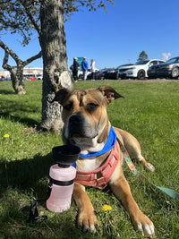 Pit Bull mix sitting on grass next to pink Gorilla Grip dog water bottle