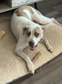 A white and tan Pit Bull mix lying on a fleece dog bed with a durable wood-blend chew stick.