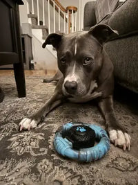 Pit Bull Terrier with the durable ring chew toy