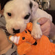 White and black Pitbull mix puppy holding an orange plush fox dog toy, customer review image.
