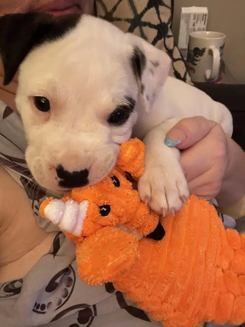 White and black Pitbull mix puppy holding an orange plush fox dog toy, customer review image.