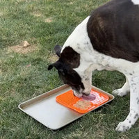A large black and white spotted Pointer mix dog licking a frozen orange textured dog enrichment mat placed inside a metal tray on green grass.