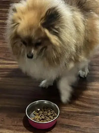 Customer image of a fluffy Pomeranian dog standing over a pink stainless steel bowl filled with dry dog food kibble on a wooden floor.