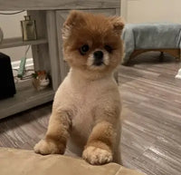 Cute Pomeranian dog with a teddy-bear haircut standing up on its hind legs waiting for a pet supplement chew.