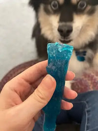 An excited Pomsky puppy looking at a blue, soft and soothing wood-blend chew stick held by a customer.