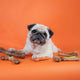 An adorable pug dog lying on an orange background surrounded by various Nylabone healthy edible chew treats.