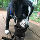 Black and white puppy drinking directly from the built-in bowl of a black Lesotc water bottle