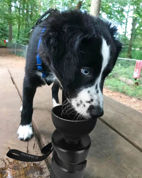 Black and white puppy drinking directly from the built-in bowl of a black Lesotc water bottle