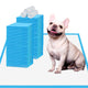 White French Bulldog sitting on an absorbent training pad next to stacked blue pee pads and disposal waste bags.