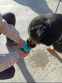 Rottweiler drinking water from turquoise Gorilla Grip dog bottle held by owner