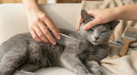 Close-up of hands using a stainless steel comb to brush a Russian Blue cat's silver-blue double coat, with grooming mitt and slicker brush nearby, demonstrating proper brushing technique