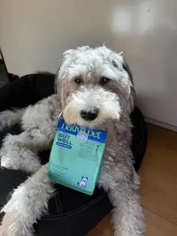 A Schnauzer mix sitting in a dog bed with Native Pet Gut Well package.