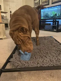 Wrinkly brown Shar-Pei dog playing with a blue toy on an elevated or raised gray snuffle mat.