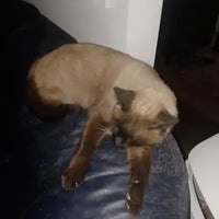 Customer review photo of a Siamese cat lounging on a dark surface.