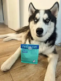 Siberian Husky dog lying on a wooden floor with Native Pet Gut Well product.