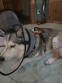 Customer review image of a Siberian Husky dog lying down with a bandaged leg, wearing a transparent protective recovery collar.