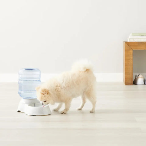 A cream-colored Pomeranian drinking water from an automatic gravity-fed water dispenser on a light wood floor.