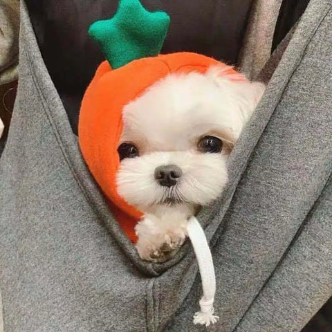 Small dog wearing a carrot costume peeking out from a gray coat pocket.