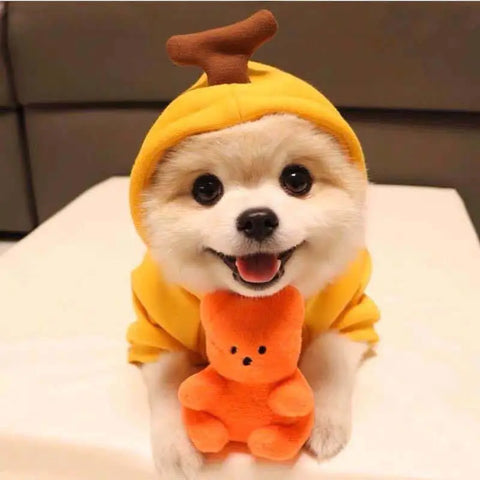 Small dog wearing yellow hoodie with deer antlers holding plush toy.