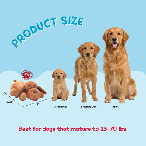 Snuggle Puppy product size dimensions chart compared alongside a golden retriever puppy at 1 month old, 6 months old, and adult stage.