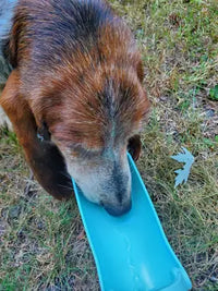 Customer review photo of a Basset Hound drinking water directly from a lake blue Soicta portable water trough