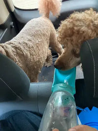 Customer review photo of two Standard Poodles drinking from a lake blue Soicta portable dog water bottle inside a car