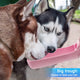 Two Siberian Huskies drinking water together from the wide trough of a pink pet bottle