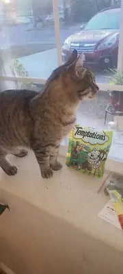 A tabby cat on a windowsill next to a bag of Temptations ShakeUps Crustacean Celebration seafood treats.
