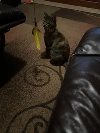 Dark tabby cat sitting attentively on a patterned rug watching a yellow feather teaser toy