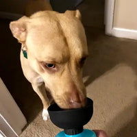 Pit Bull Mix