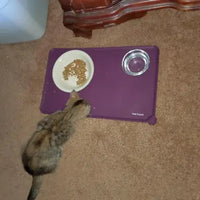 High-angle customer review photo of a small tortoiseshell tabby cat eating food from a white ceramic dish next to a stainless steel water bowl on a purple silicone pet mat.