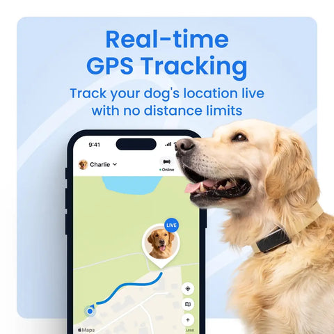 Golden Retriever wearing a Tractive collar tracker next to a smartphone showing real-time GPS tracking with unlimited distance location mapping.