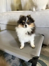 Customer review photo of a fluffy black, white, and tan Pomeranian standing on an indoor elevated pet cot.