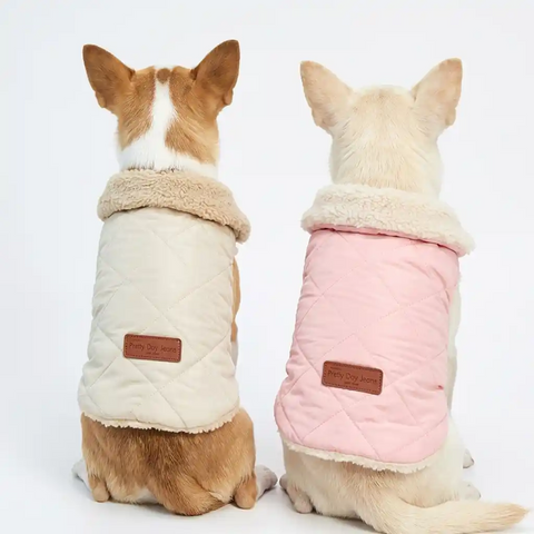 Two Chihuahuas dogs wearing quilted dog coats, one beige and one pink, on a white background.