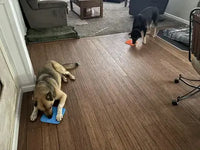 A German Shepherd mix and a black mixed breed dog licking treats from blue and orange silicone pet lick mats on a dark hardwood living room floor.