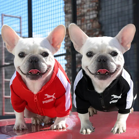 Two French Bulldogs wearing Puma hoodies, red and black/white.