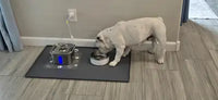 White Bulldog eating from a stainless steel bowl on a dark gray waterproof silicone pet feeding mat next to an automatic water fountain.