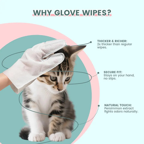 Wearable grooming glove wipe with persimmon extract being applied to a tabby domestic shorthair kitten