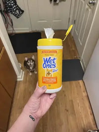 A customer holding an open canister of Wet Ones for Pets antibacterial multi-purpose wipes in Tropical Splash with a small Chihuahua sitting in the background.