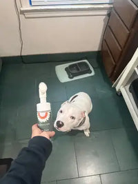 American Bully