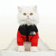 White cat wearing a red and black jacket with 'The Dog Face' logo.