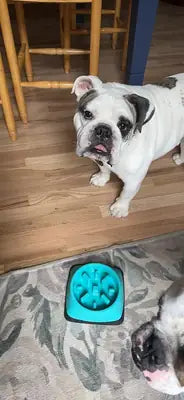 A white and brindle English Bulldog looking at the camera next to a teal-colored slow feeder pet bowl.