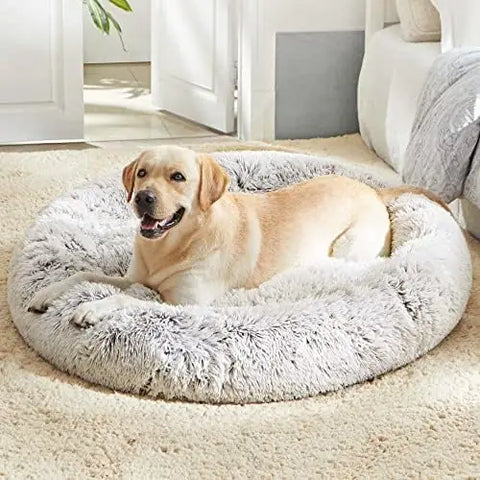 Golden Retriever resting comfortably on a white grey plush donut dog bed