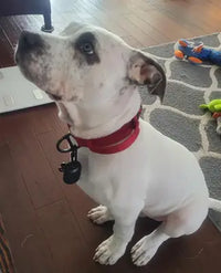 A white Pit Bull Terrier sitting on a wooden floor wearing a red collar with a black tracker tag attached.